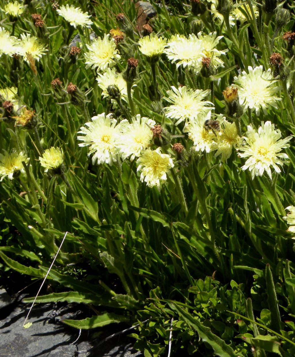 Schlagintweitia intybacea (=Hieracium intybaceum) / Sparviere vischioso